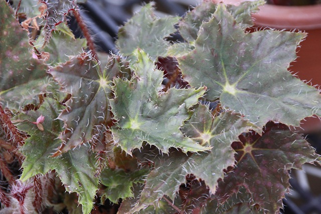 B. ‘Kogane’